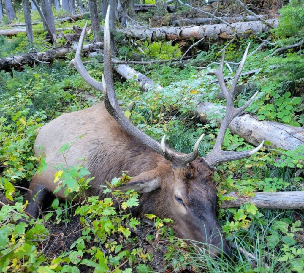 Montana backcountry elk