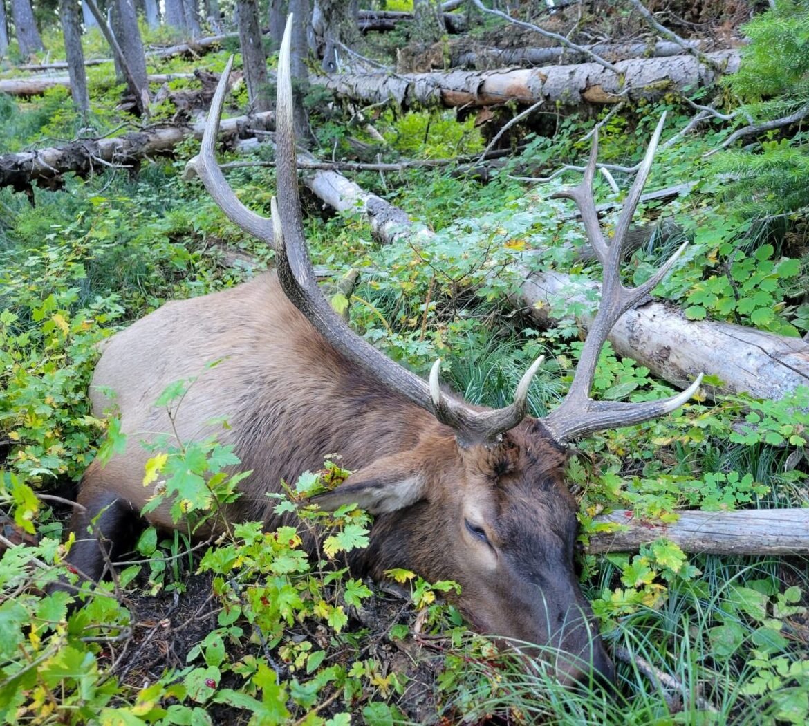 Elk Talk – Understanding Calling Basics