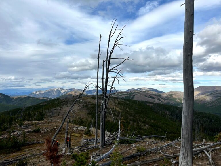 Wind swept ridge Scapegoat wilderness